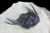 Spiny Leonaspis Trilobite - Large Specimen #72711-2